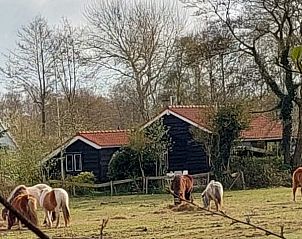 Natuurrijke omgeving bij De Trekvogels, vakantiehuis in Formerum, Terschelling met grazende paarden.