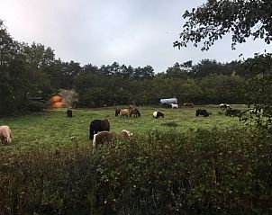 Grazende paarden in de buurt van De Trekvogels, vakantiehuis in Formerum, Terschelling.