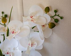 Decoratieve orchidee in chalet Rhobin in Formerum, Terschelling.