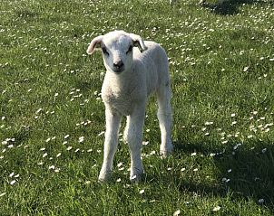 Unterkunft 030322 - Chalet Terschelling - Zeeschuimer