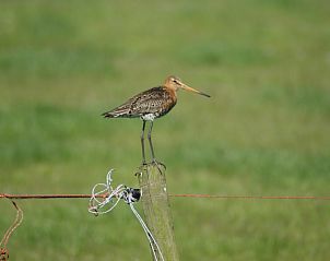 Unterkunft 030373 - Chalet Terschelling - De Branding