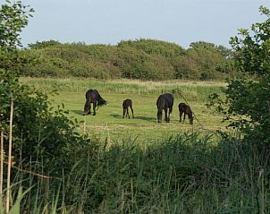 Unterkunft 030373 - Chalet Terschelling - De Branding