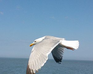 Unterkunft 030373 - Chalet Terschelling - De Branding