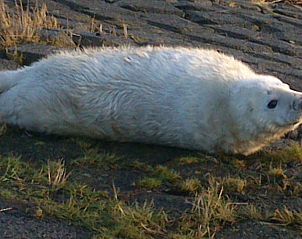 Unterkunft 030373 - Chalet Terschelling - De Branding