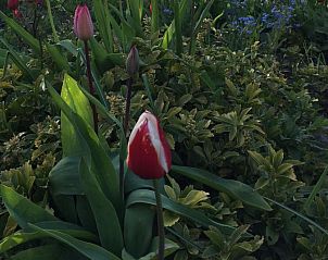 Verblijf 030408 - Vakantiewoning Ameland - Meeuw