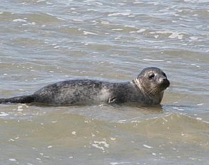 Verblijf 030427 - Appartement Ameland - Appartement Tjerk