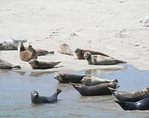 Verblijf 030427 - Appartement Ameland - Appartement Tjerk
