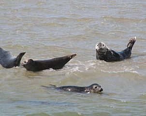 Verblijf 030427 - Appartement Ameland - Appartement Tjerk
