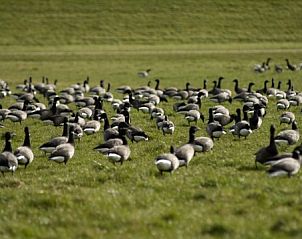 Unterkunft 030506 - Appartement Terschelling - Aike van Rel
