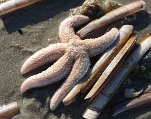 Unterkunft 0310117 - Appartement Terschelling - Appartement Jelle