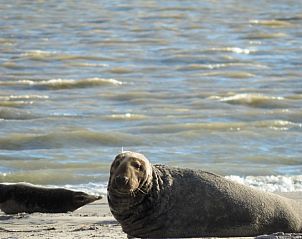 Unterkunft 0310117 - Appartement Terschelling - Appartement Jelle