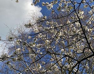 Guest house 0310119 - Holiday property Terschelling - Castor