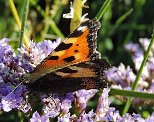 Guest house 031013 - Holiday property Terschelling - Vakantiehuisje in Oosterend