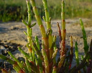 Unterkunft 031017 - Ferienhaus Terschelling - Vakantiehuis in Oosterend