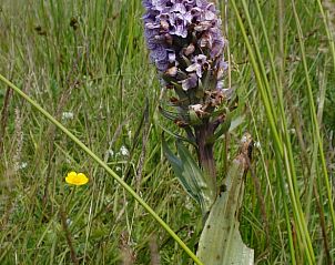 Unterkunft 031027 - Ferienhaus Terschelling - Huisje in Oosterend