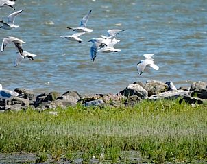 Unterkunft 031027 - Ferienhaus Terschelling - Huisje in Oosterend