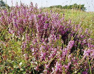 Guest house 031028 - Holiday property Terschelling - Vakantiehuis in Oosterend