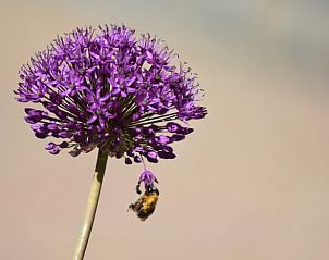 Guest house 031031 - Holiday property Terschelling - Vakantiehuisje in Oosterend