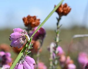Guest house 031031 - Holiday property Terschelling - Vakantiehuisje in Oosterend