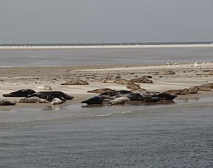 Guest house 031031 - Holiday property Terschelling - Vakantiehuisje in Oosterend