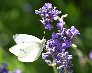 Guest house 031033 - Holiday property Terschelling - Huisje in Oosterend