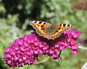 Guest house 031033 - Holiday property Terschelling - Huisje in Oosterend