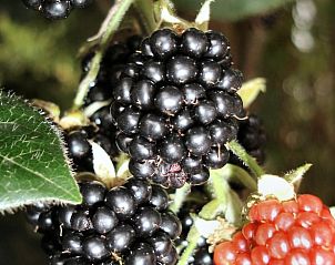 Guest house 031033 - Holiday property Terschelling - Huisje in Oosterend