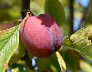 Guest house 031033 - Holiday property Terschelling - Huisje in Oosterend