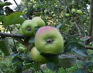 Guest house 031033 - Holiday property Terschelling - Huisje in Oosterend