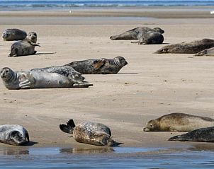 Zeehonden op het strand nabij Carpe Diem vakantiehuis, West, Terschelling, Waddeneilanden.