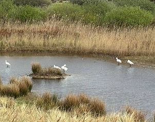 Guest house 031415 - Bungalow Terschelling - Smaragd