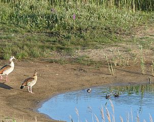 Guest house 031415 - Bungalow Terschelling - Smaragd
