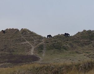 Unterkunft 031415 - Bungalow Terschelling - Smaragd