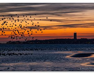 Unterkunft 031423 - Ferienhaus Terschelling - Apenstaartje