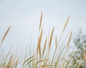 Unterkunft 031427 - Ferienhaus Terschelling - Vlakke Strand