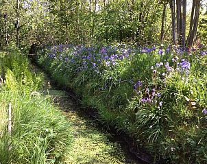 Natuurrijke omgeving rondom Chalet nr. 12 in Midsland Noord, Terschelling, met bloeiende bloemen en groen voor een serene sfeer.