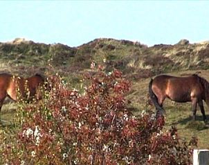 Wilde paarden in de duinen nabij Hebbes, een vakantiehuis in Midsland Noord, Terschelling, omgeven door natuurlijke pracht.