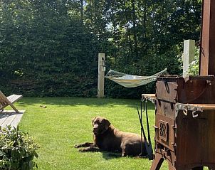 Hond op grasveld bij Duumke vakantiehuis in Midsland Noord, Terschelling.