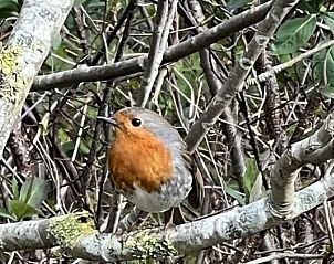Roodborstje in de natuur bij Duumke vakantiehuis, Midsland Noord, Terschelling.
