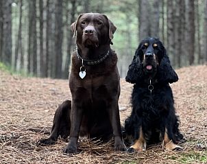 Honden in het bos bij Duumke vakantiehuis, Midsland Noord, Terschelling.
