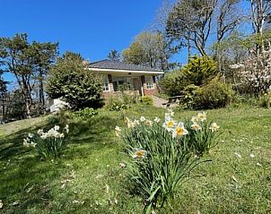 Bloeiende narcissen in de tuin van Duinhuis, vakantiehuis op Terschelling.