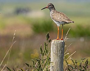 Bird on pole in nature at Holiday home in Ballum, Ameland.