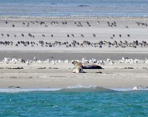 Zeehonden spotten nabij Chill op Ameland vakantiehuis Ballum.