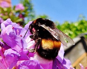 Natuurlijke omgeving met bloemen bij Chill op Ameland Ballum.