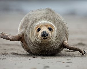 Guest house 0401156 - Holiday property Ameland - Vakantievilla 'Sieta'