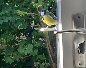 Vogel op vensterbank van Esti bungalow, Ballum, Ameland omgeven door groen.