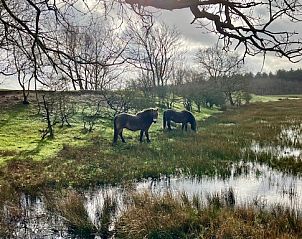 Paarden in natuurgebied dichtbij Esti vakantiewoning, Ballum, Ameland.