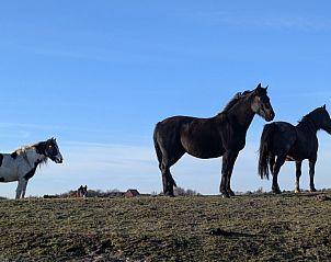Unterkunft 0401163 - Appartement Ameland - Finn Lodge