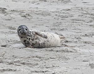 Guest house 040126 - Bungalow Ameland - Zilt****