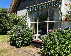 Bloeiende hortensia's bij raam van Akkerduin vakantiehuis in Ballum, Ameland.